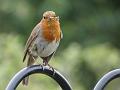 2013-0702-1445_Robin_17.3C